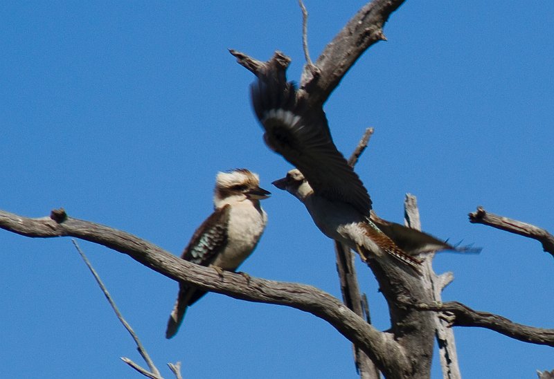 in flight kiss.jpg